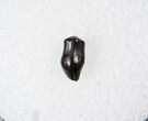 Detailed Thescelosaurus Tooth #16050-1